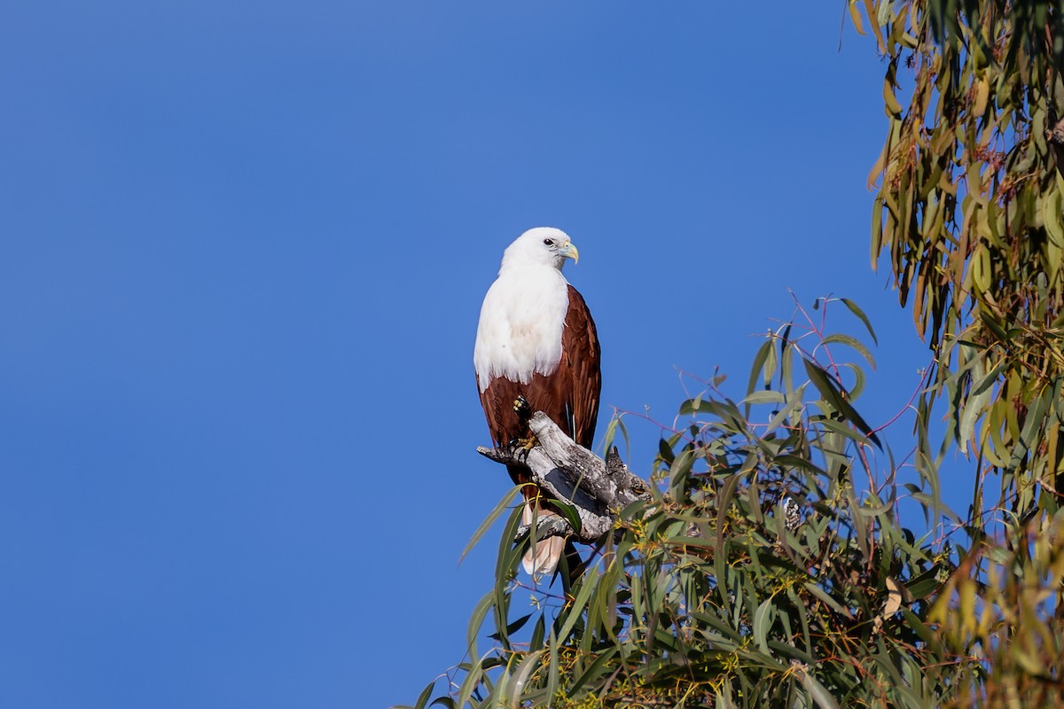 Brahminy Kite - ML571074731