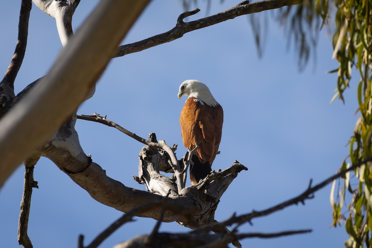 Brahminy Kite - ML571074741