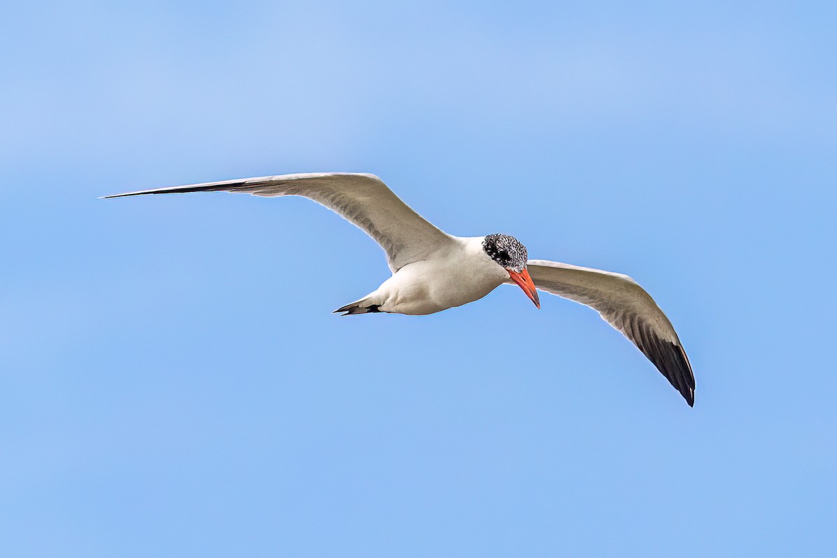 Caspian Tern - ML571075381