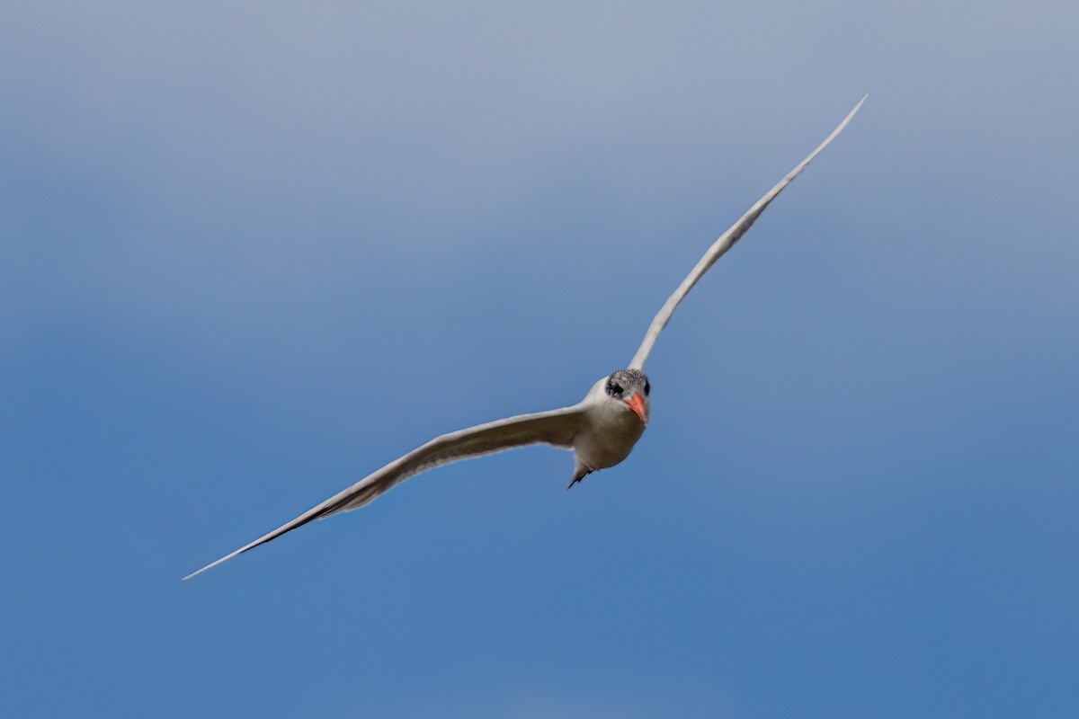 Caspian Tern - ML571075391