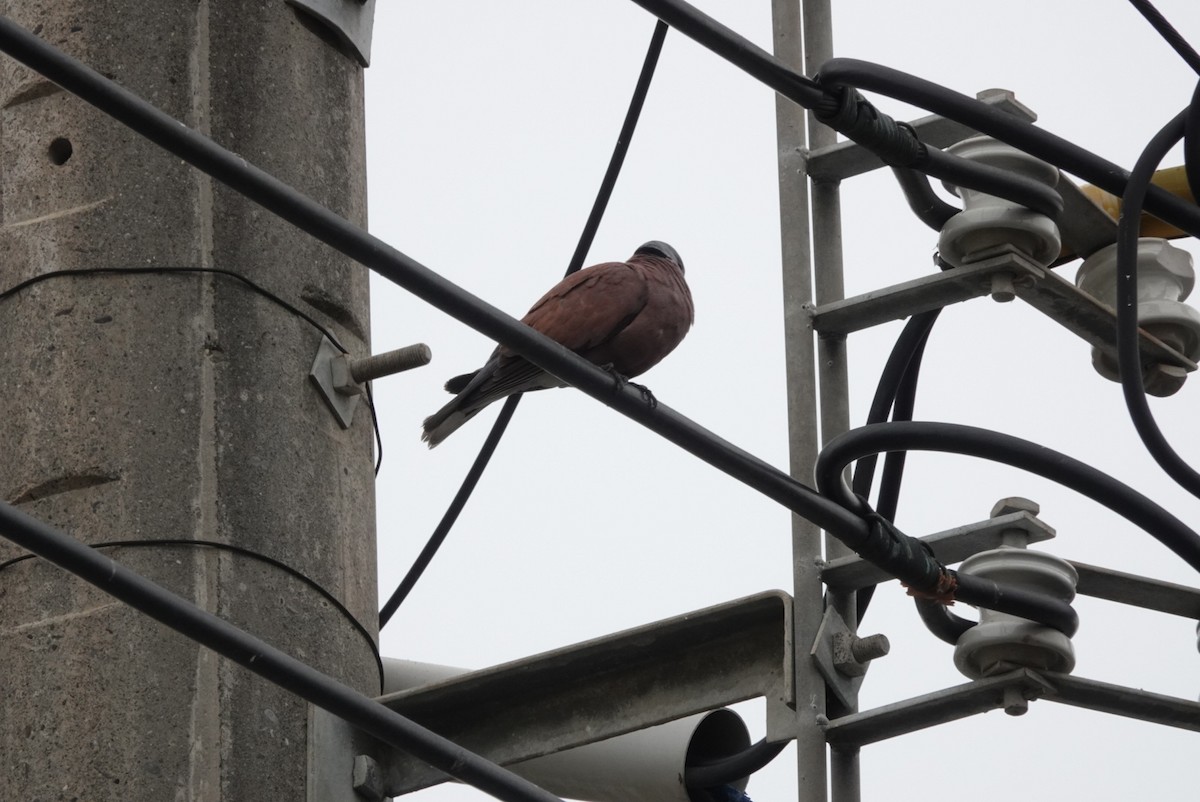 Red Collared-Dove - ML571075901