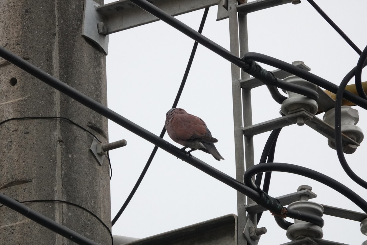 Red Collared-Dove - ML571075911