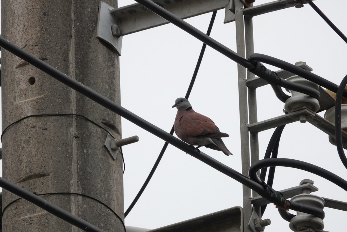 Red Collared-Dove - ML571075921