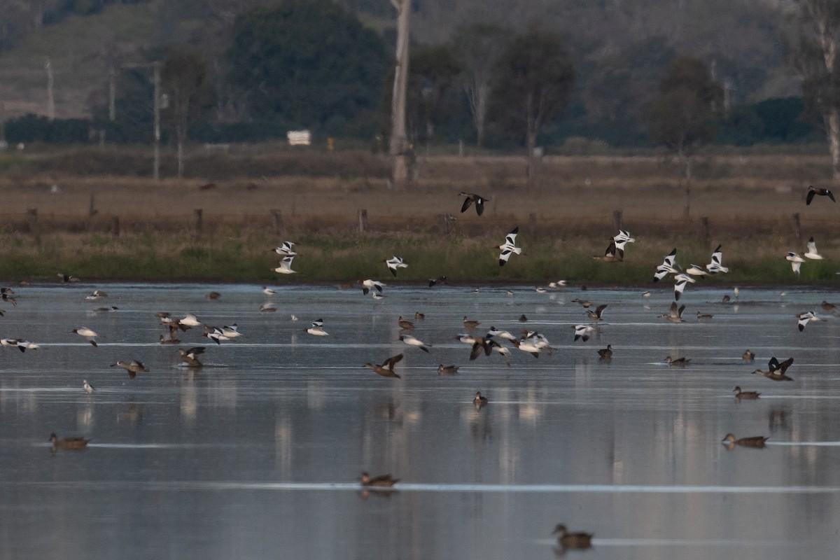 Red-necked Avocet - Deborah Metters