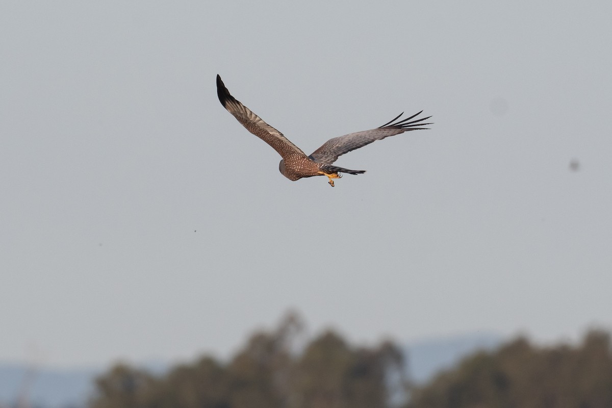 Aguilucho Moteado - ML571076881