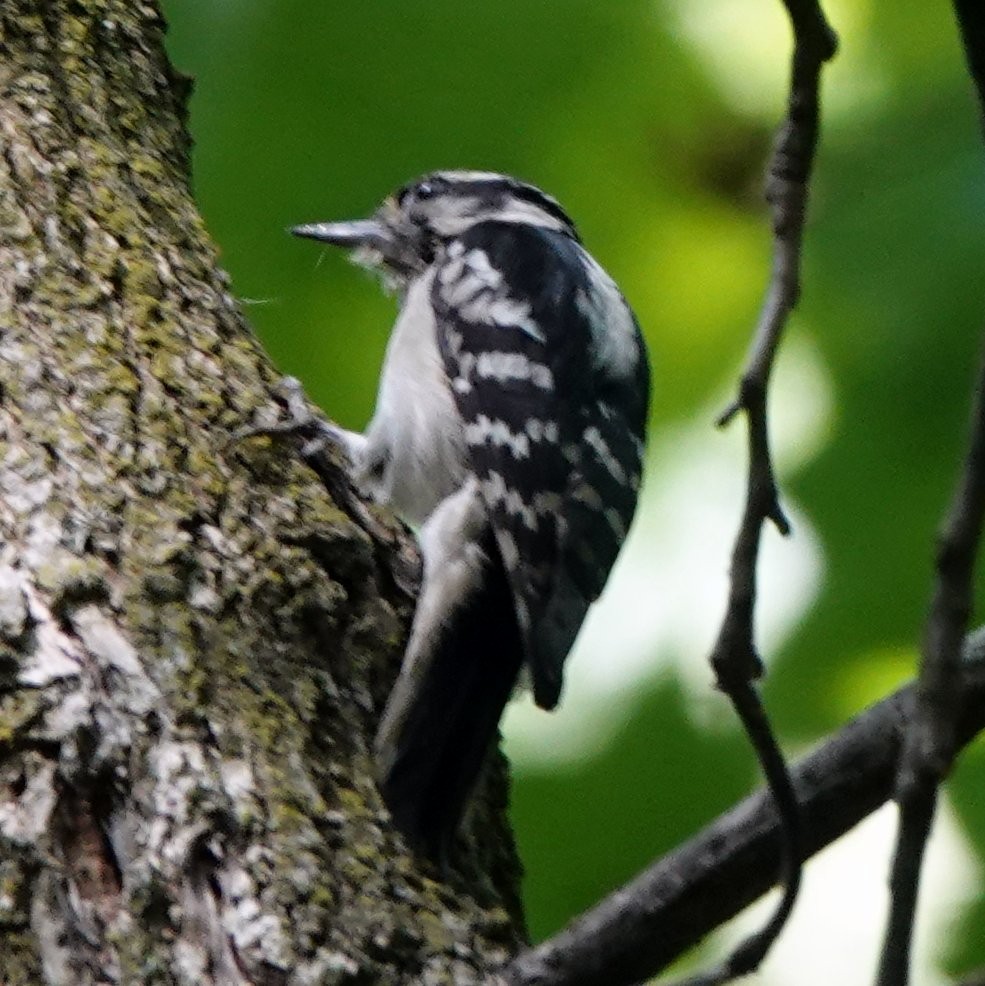 Downy Woodpecker - ML571076951