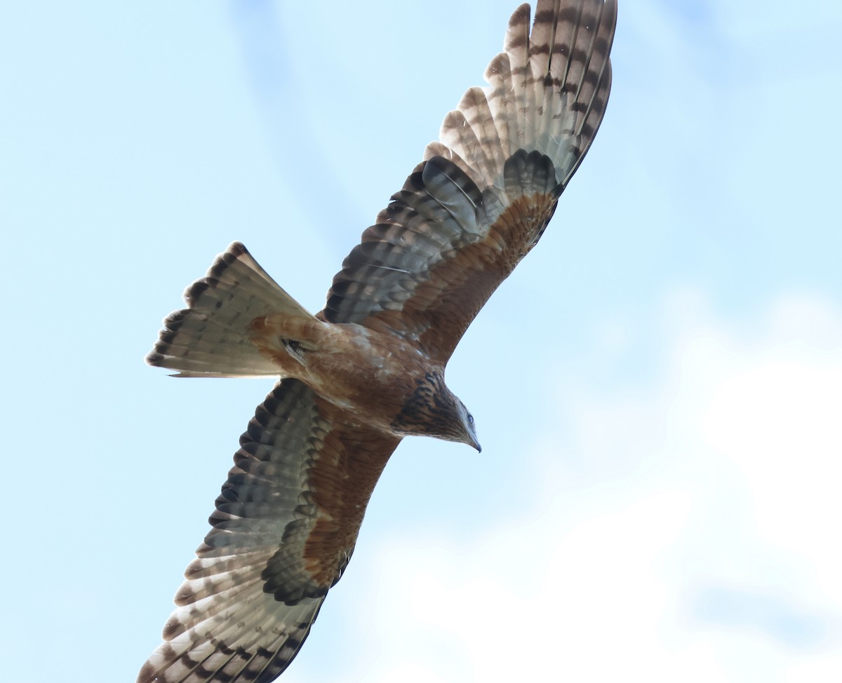 Square-tailed Kite - ML571077941