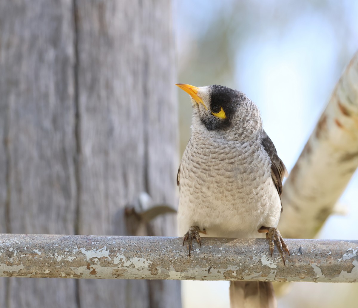 Noisy Miner - ML571078051