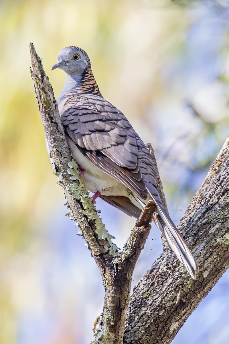 Bar-shouldered Dove - ML571078311