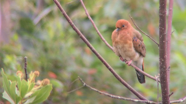 Blue-eyed Ground Dove - ML571078521