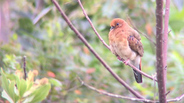 Blue-eyed Ground Dove - ML571078581