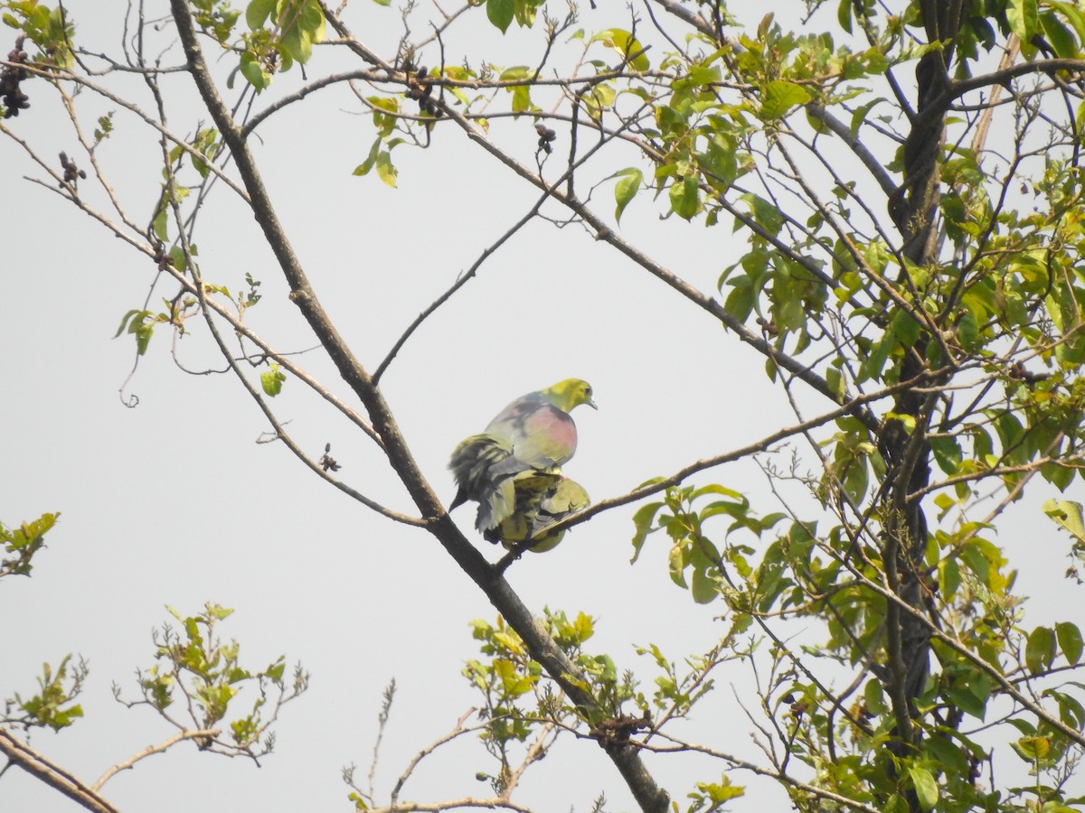 Wedge-tailed Green-Pigeon - ML571078701