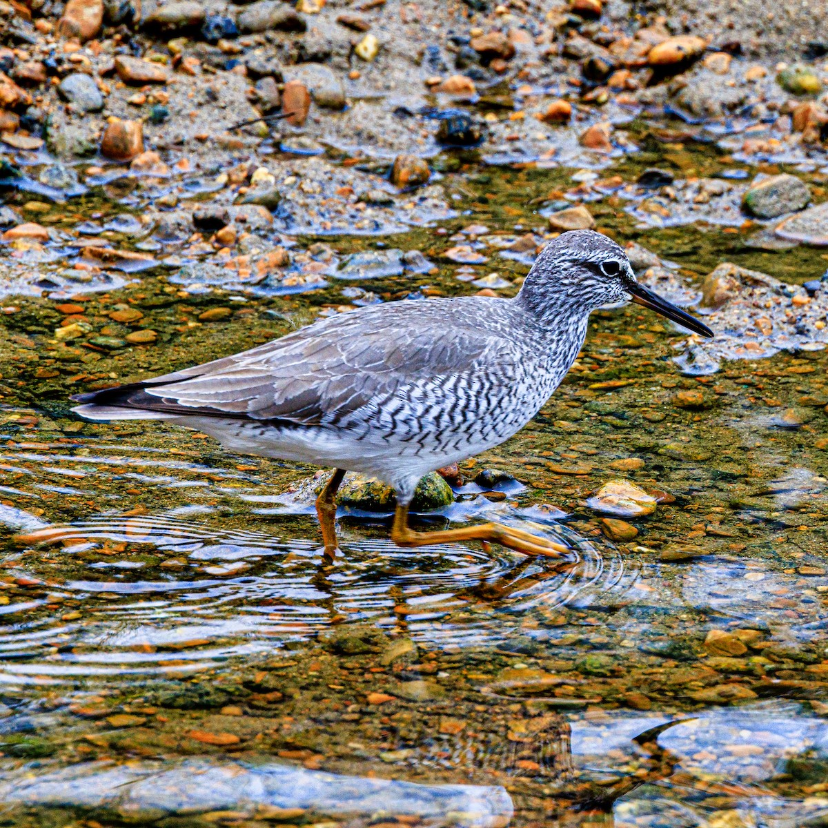 Gray-tailed Tattler - ML571078951