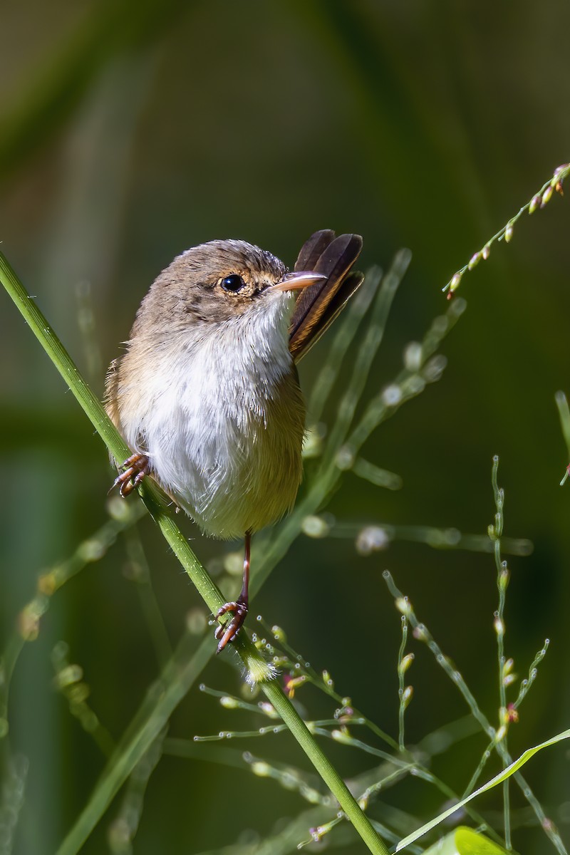 Red-backed Fairywren - ML571079581