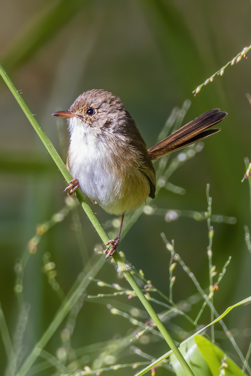 Red-backed Fairywren - ML571079591