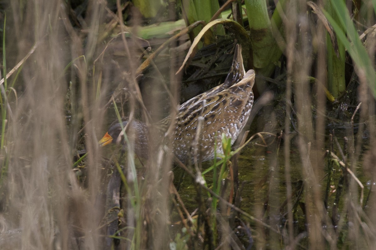 Spotted Crake - ML571080351