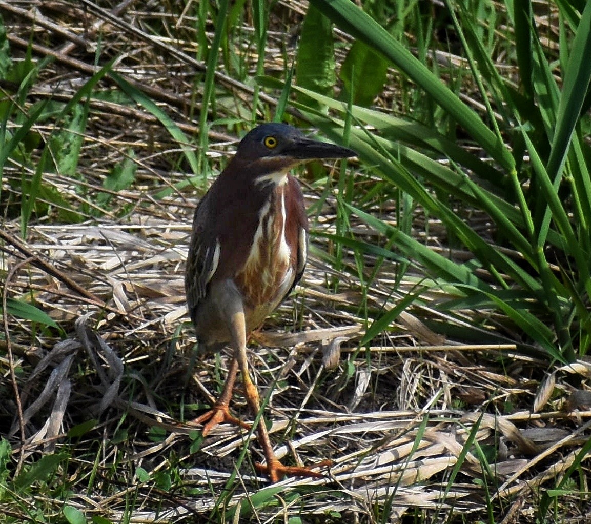 Green Heron - ML571080791