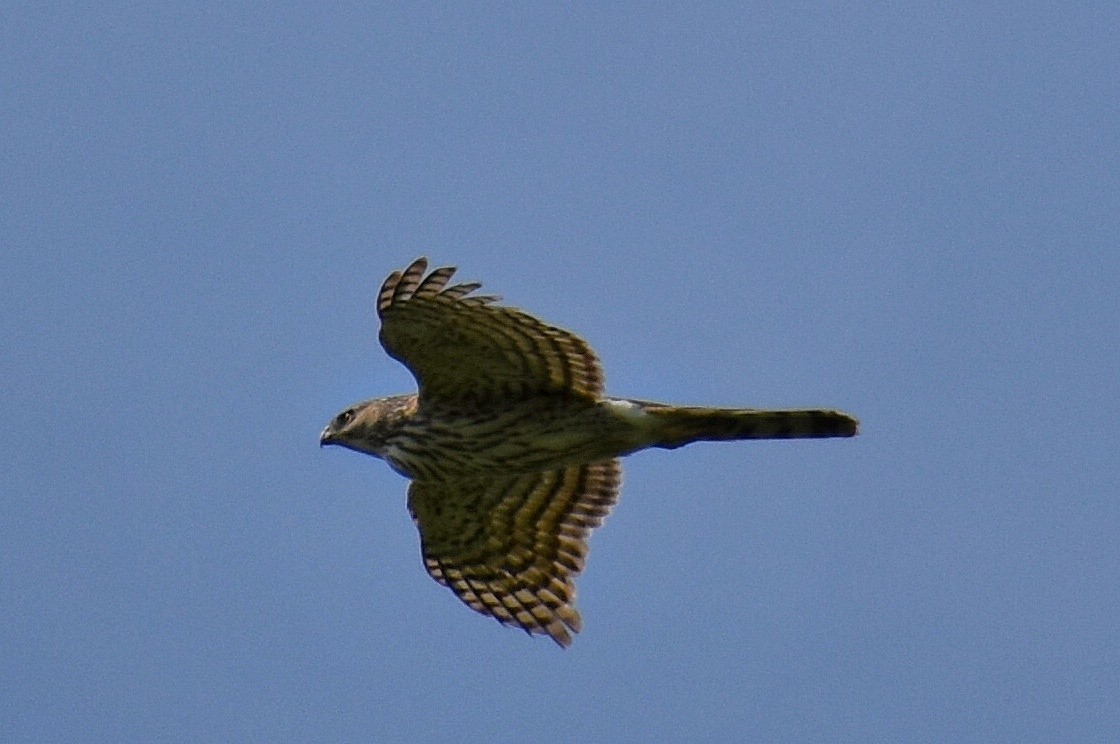 Cooper's Hawk - ML571080971