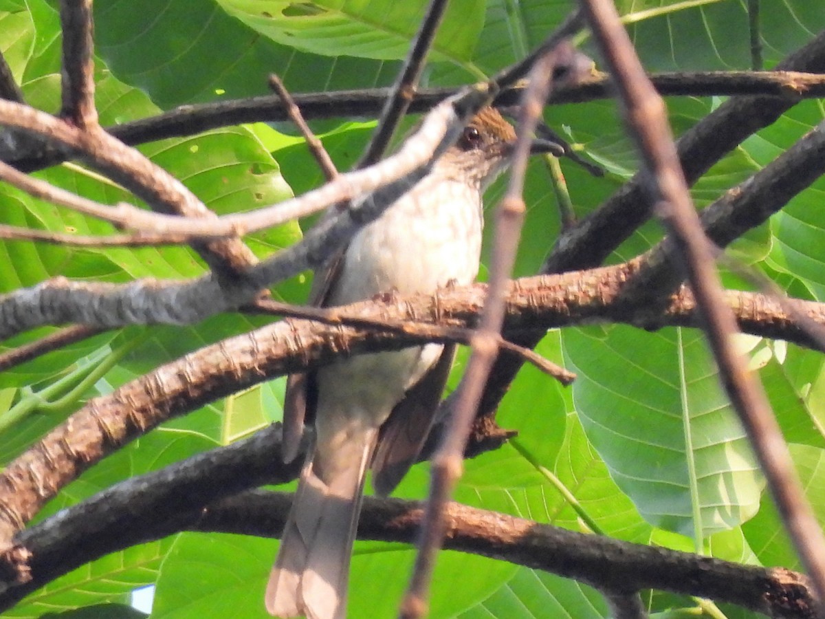 Puff-backed Bulbul - ML571081011