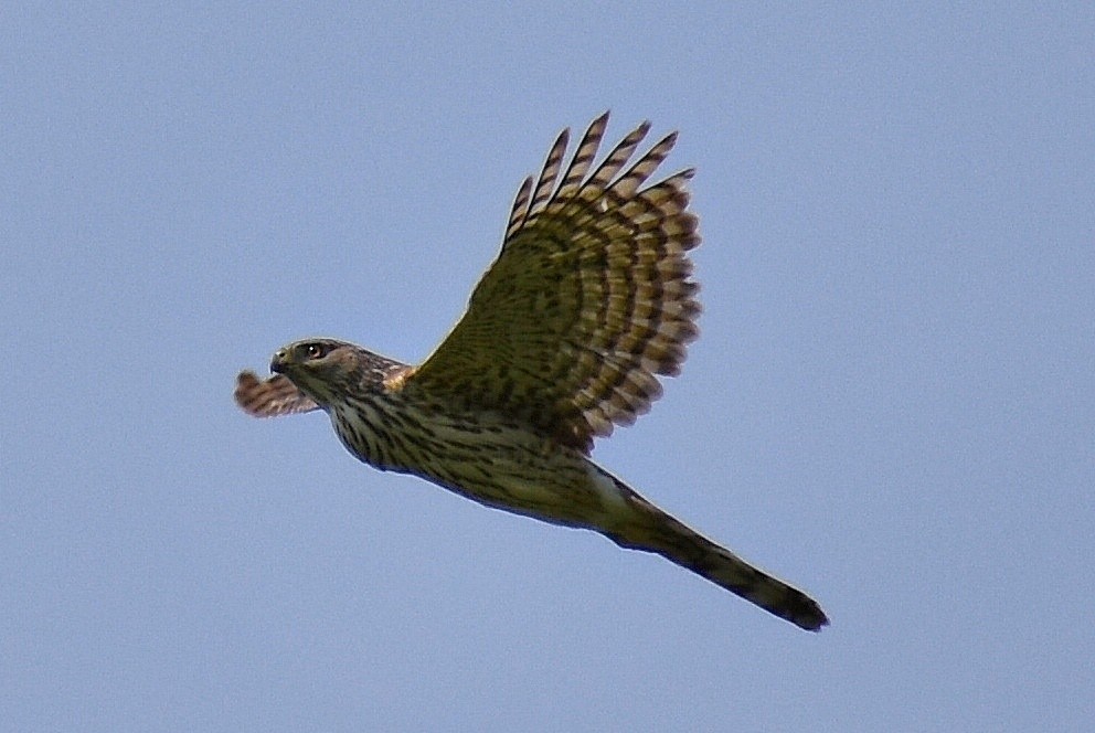 Cooper's Hawk - ML571081031