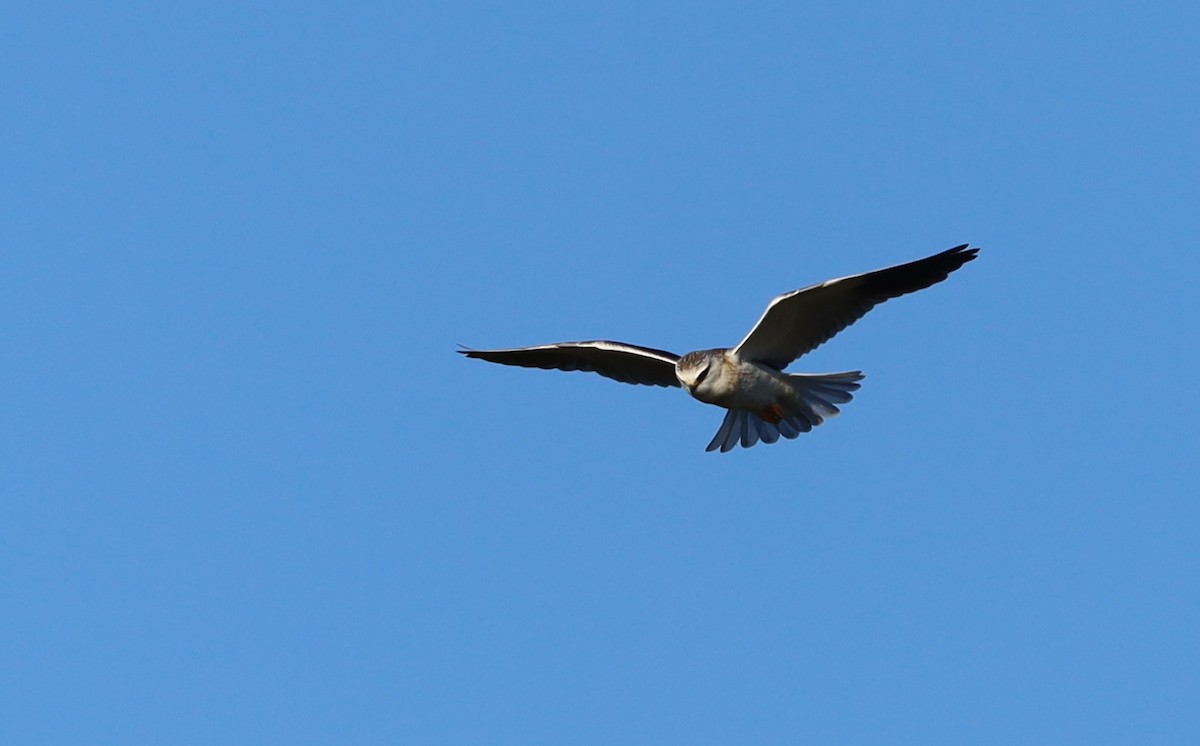 Black-winged Kite - ML571081161