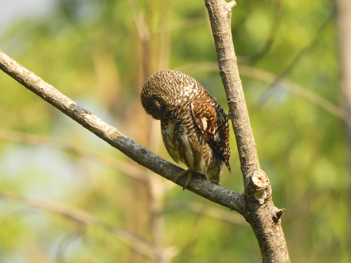 Asian Barred Owlet - ML571081181
