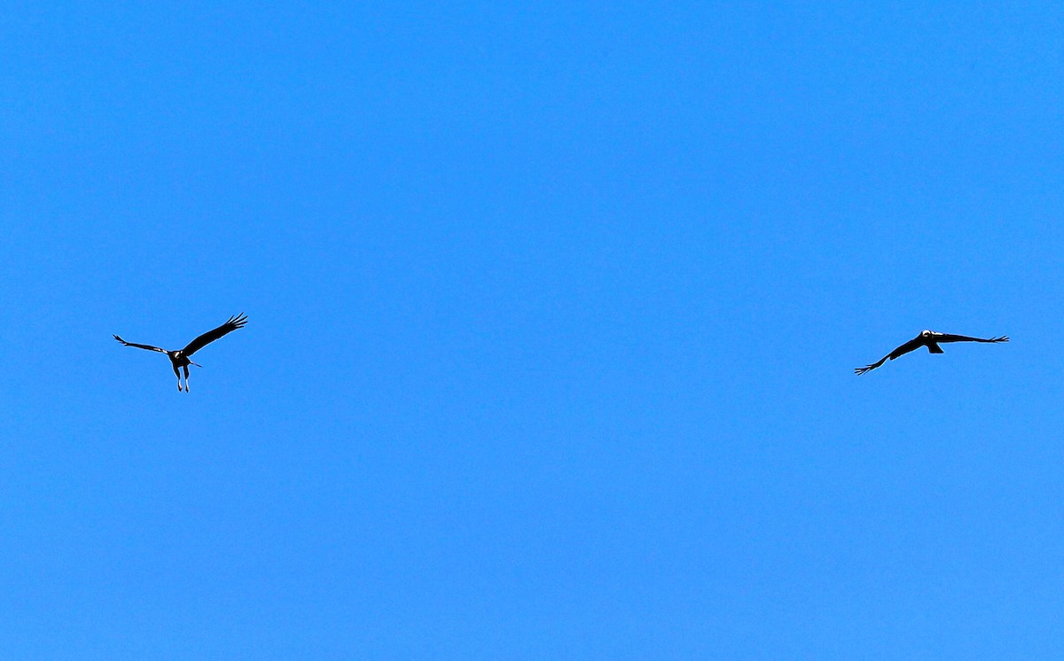 Western Marsh Harrier - ML571081291