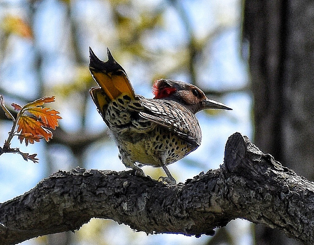 Northern Flicker - ML571081321