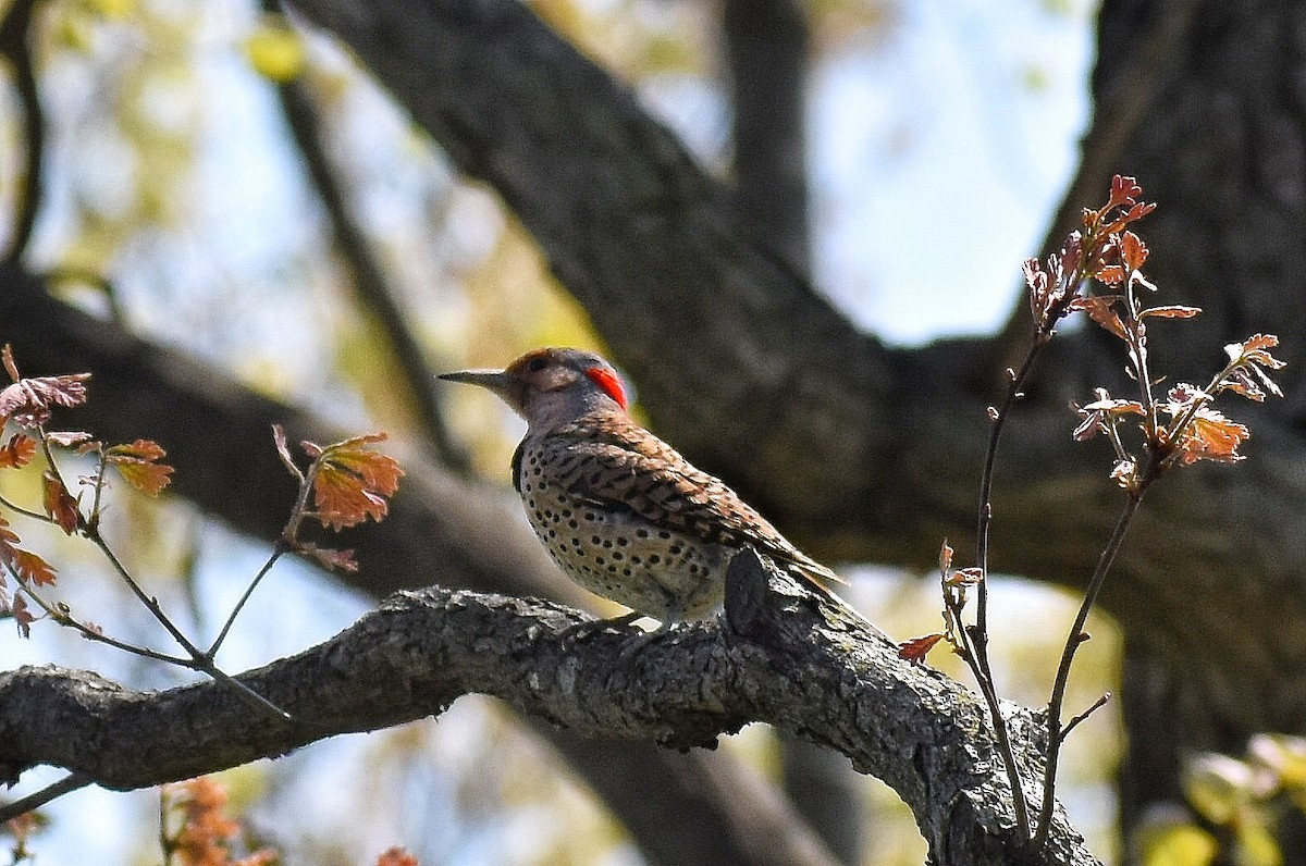 Northern Flicker - ML571081481