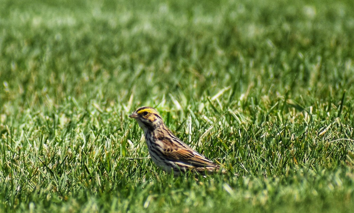 Savannah Sparrow - ML571081951