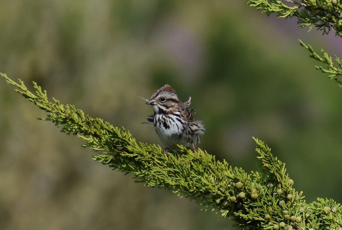 Song Sparrow - ML571081991