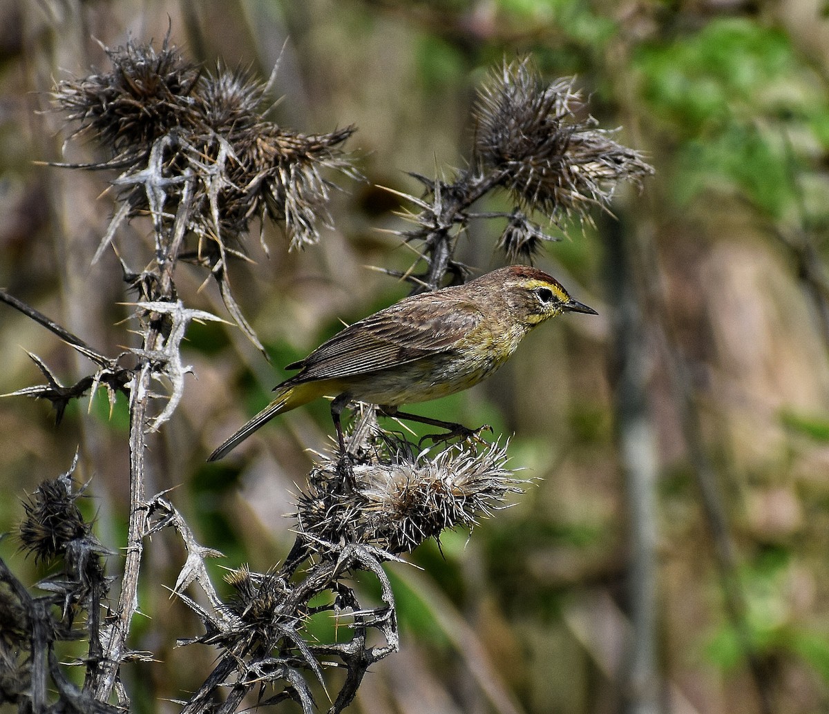 Palm Warbler - ML571082081