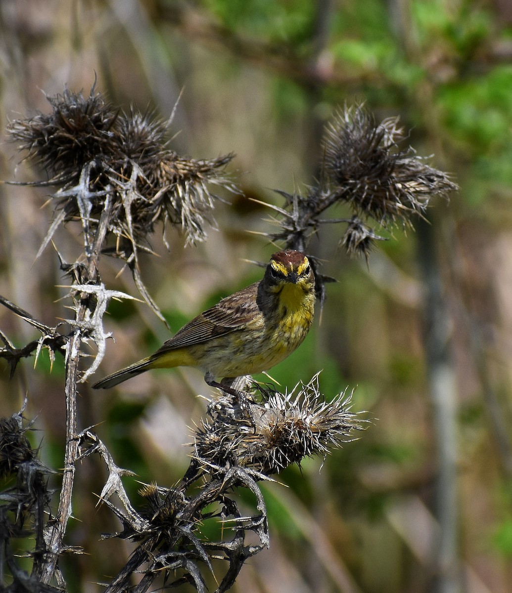 Palm Warbler - ML571082151