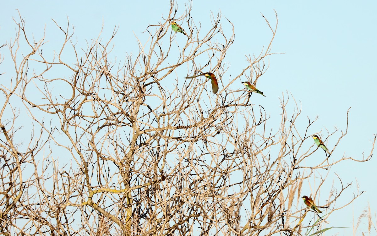 European Bee-eater - ML571082341