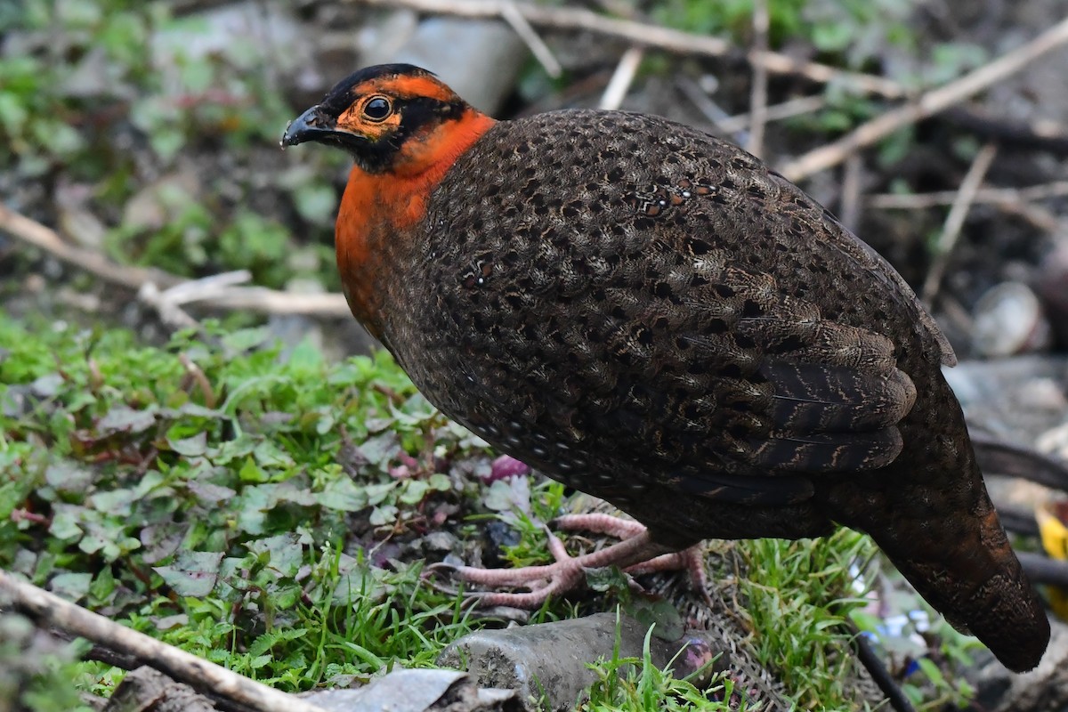 Blyth's Tragopan - Ravi Mekola