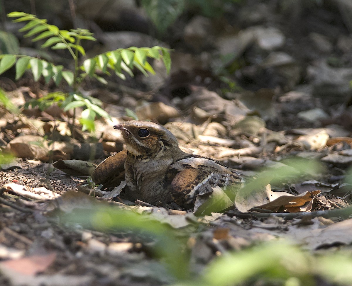 Large-tailed Nightjar - ML571084091