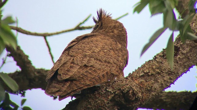 Great Horned Owl - ML571084671