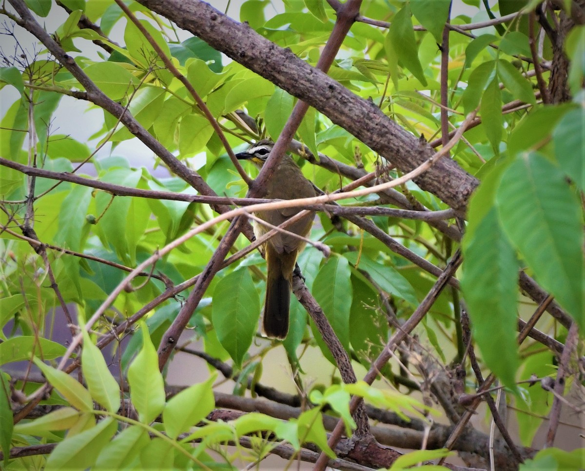 White-browed Bulbul - ML571085921