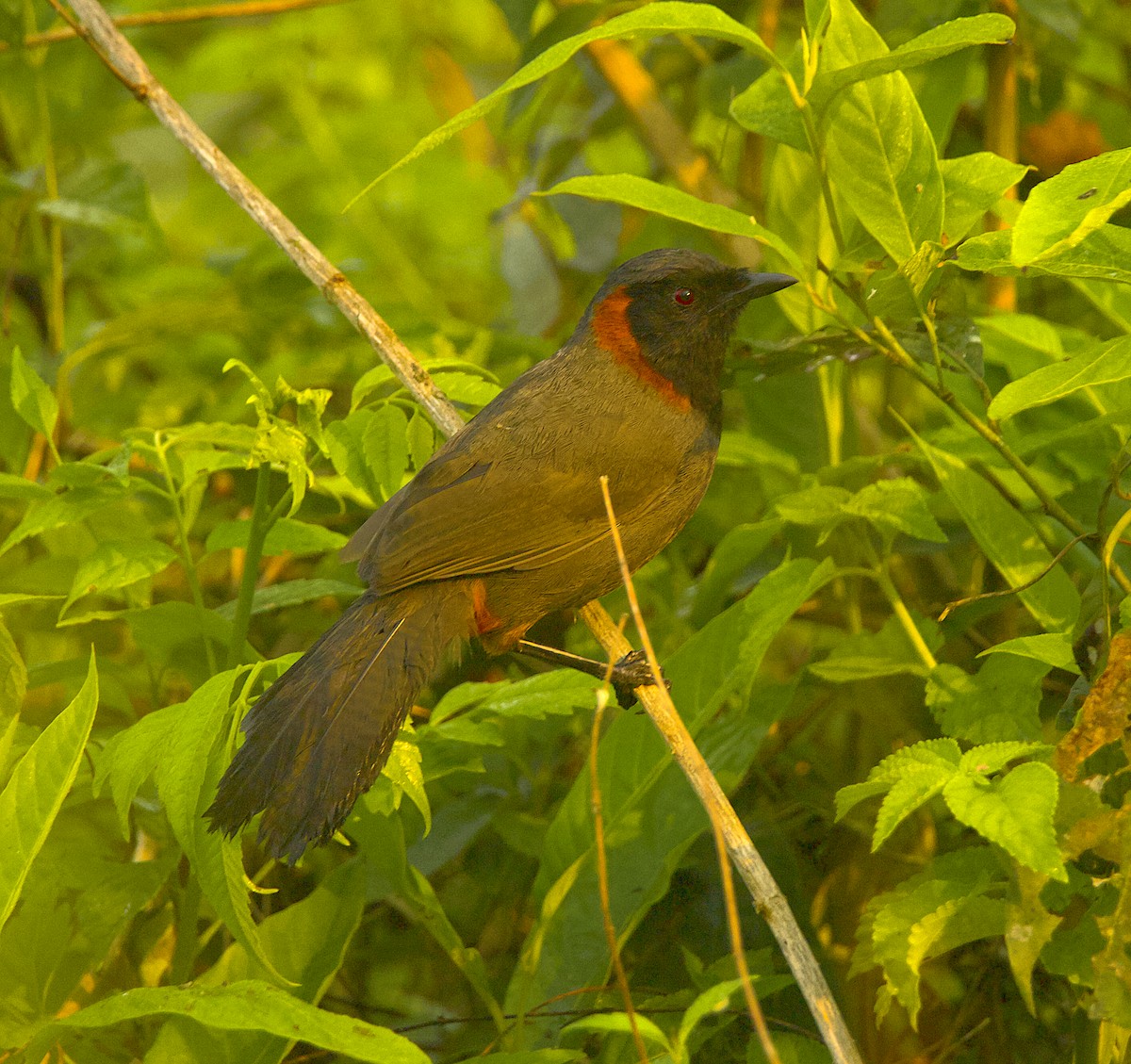 Rufous-necked Laughingthrush - ML571086171