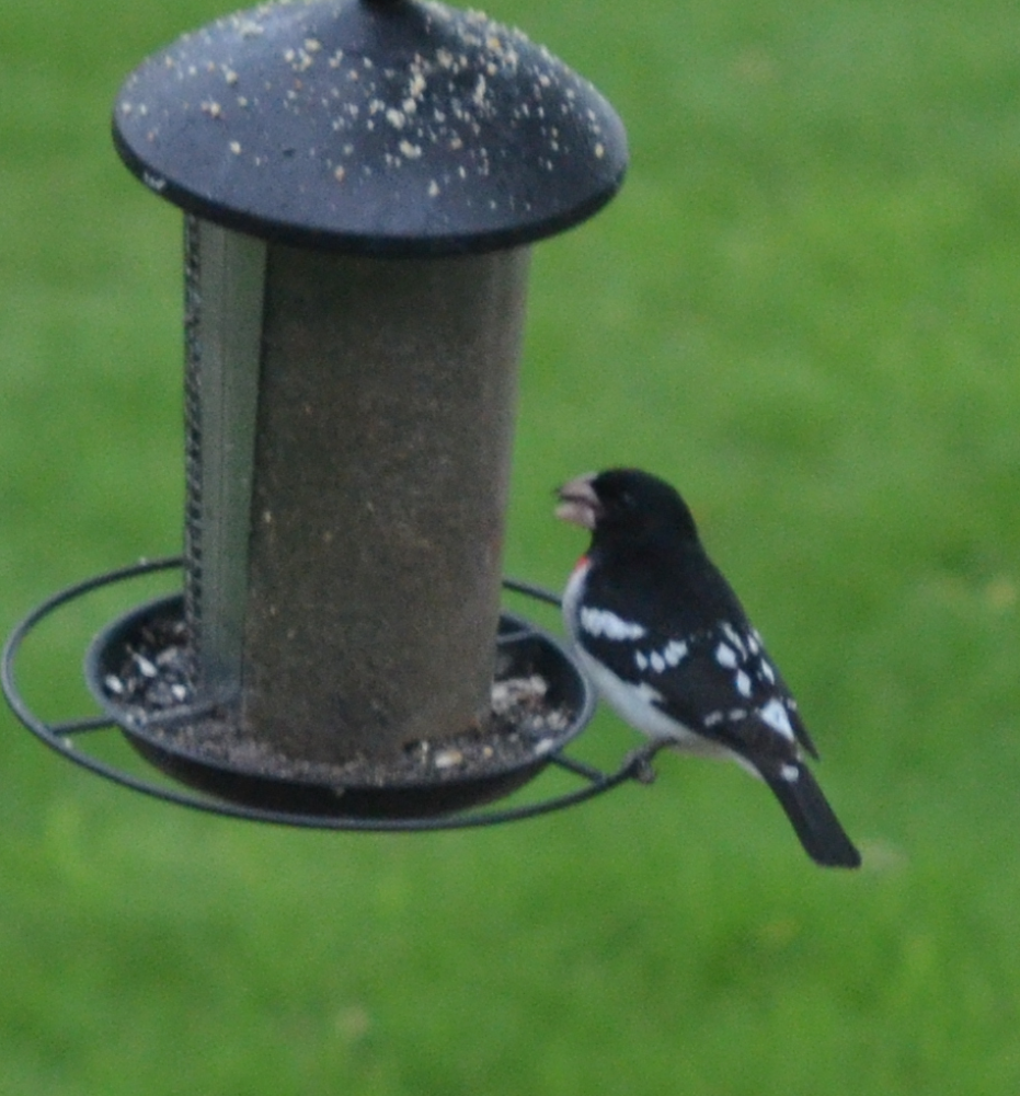 Rose-breasted Grosbeak - Olivia Gallagher