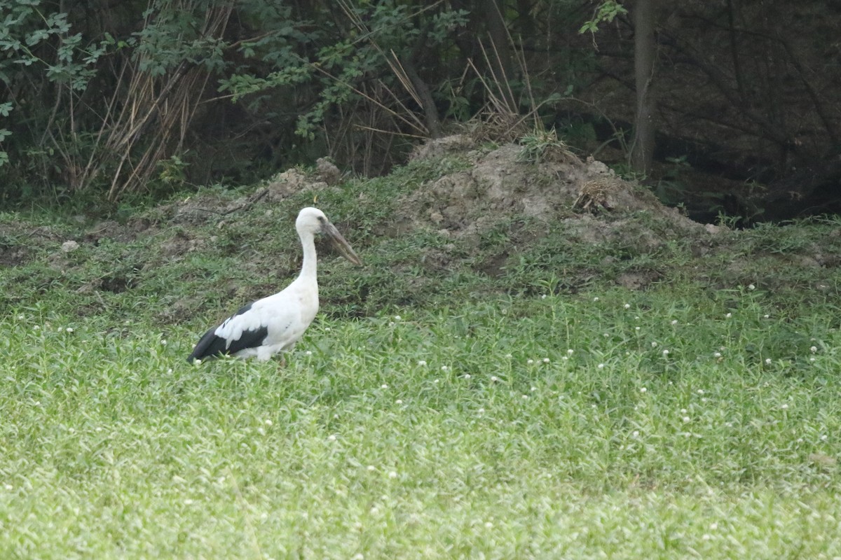 Asian Openbill - ML571087821