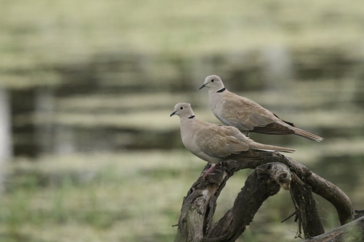 Eurasian Collared-Dove - ML571087901