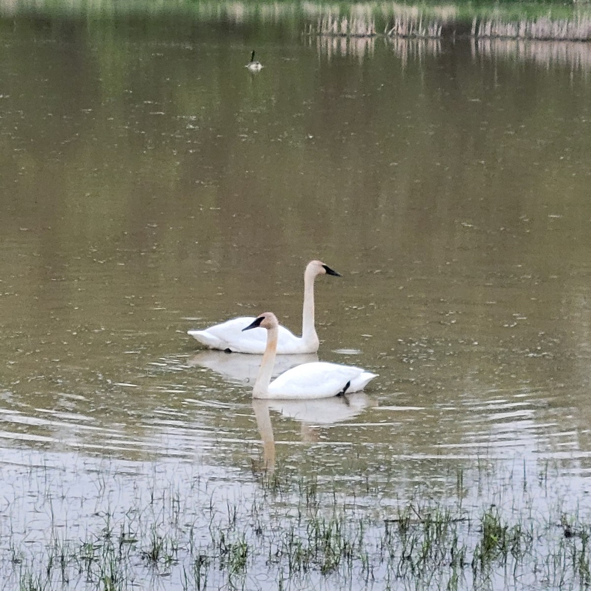 Trumpeter Swan - ML571088421