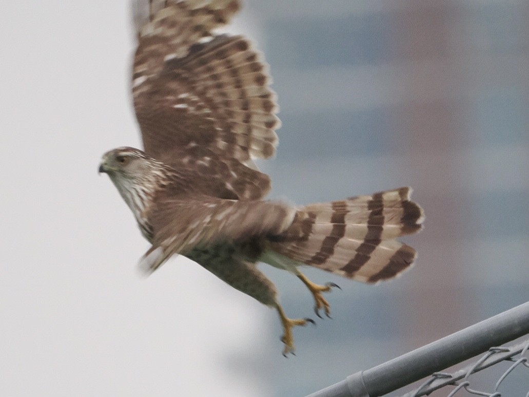 Cooper's Hawk - ML571088671