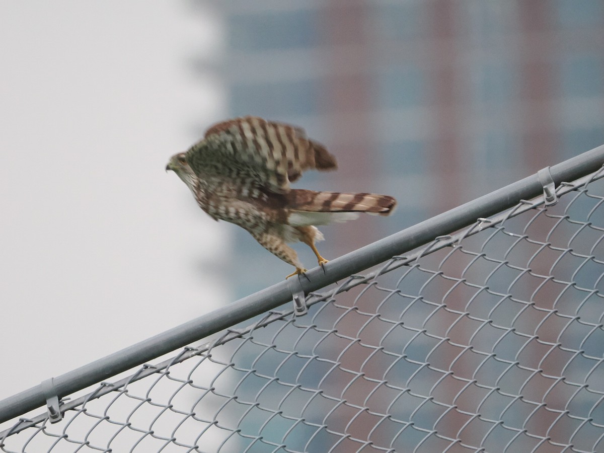 Cooper's Hawk - ML571088701