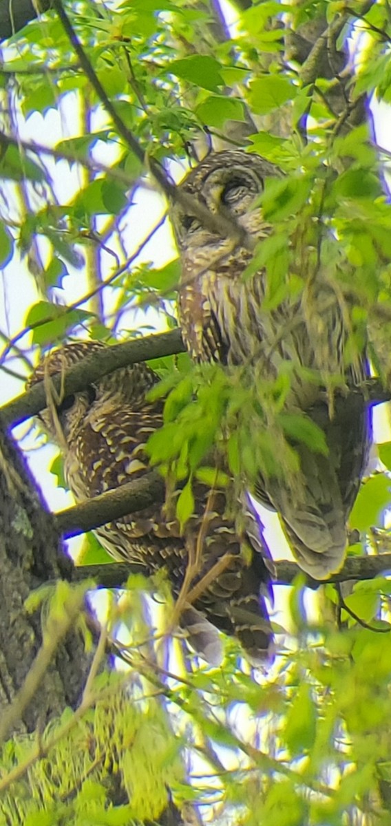 Barred Owl - ML571089031