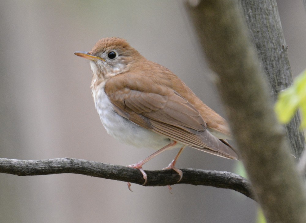 Veery - ML57108941