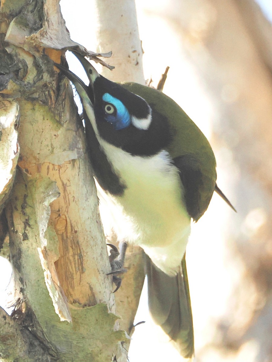 Blue-faced Honeyeater - ML571091541