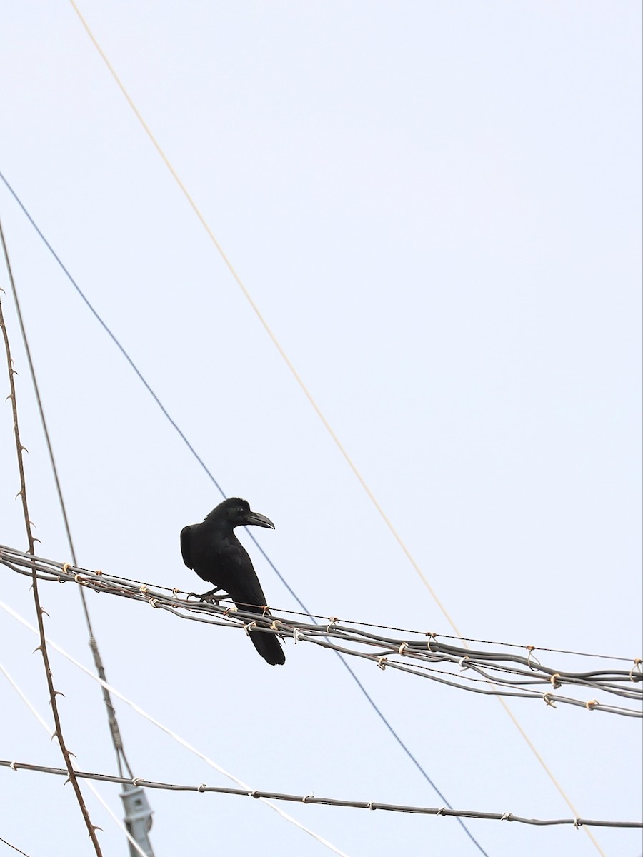 Large-billed Crow - ML571093031