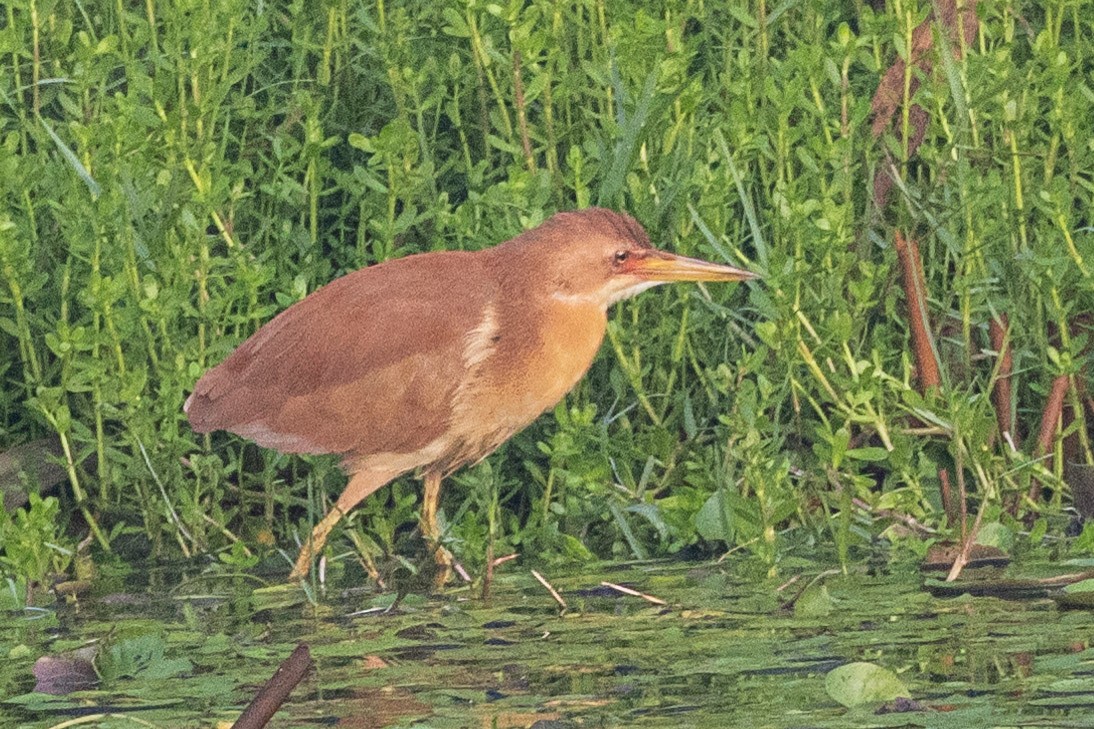 Cinnamon Bittern - ML571094211